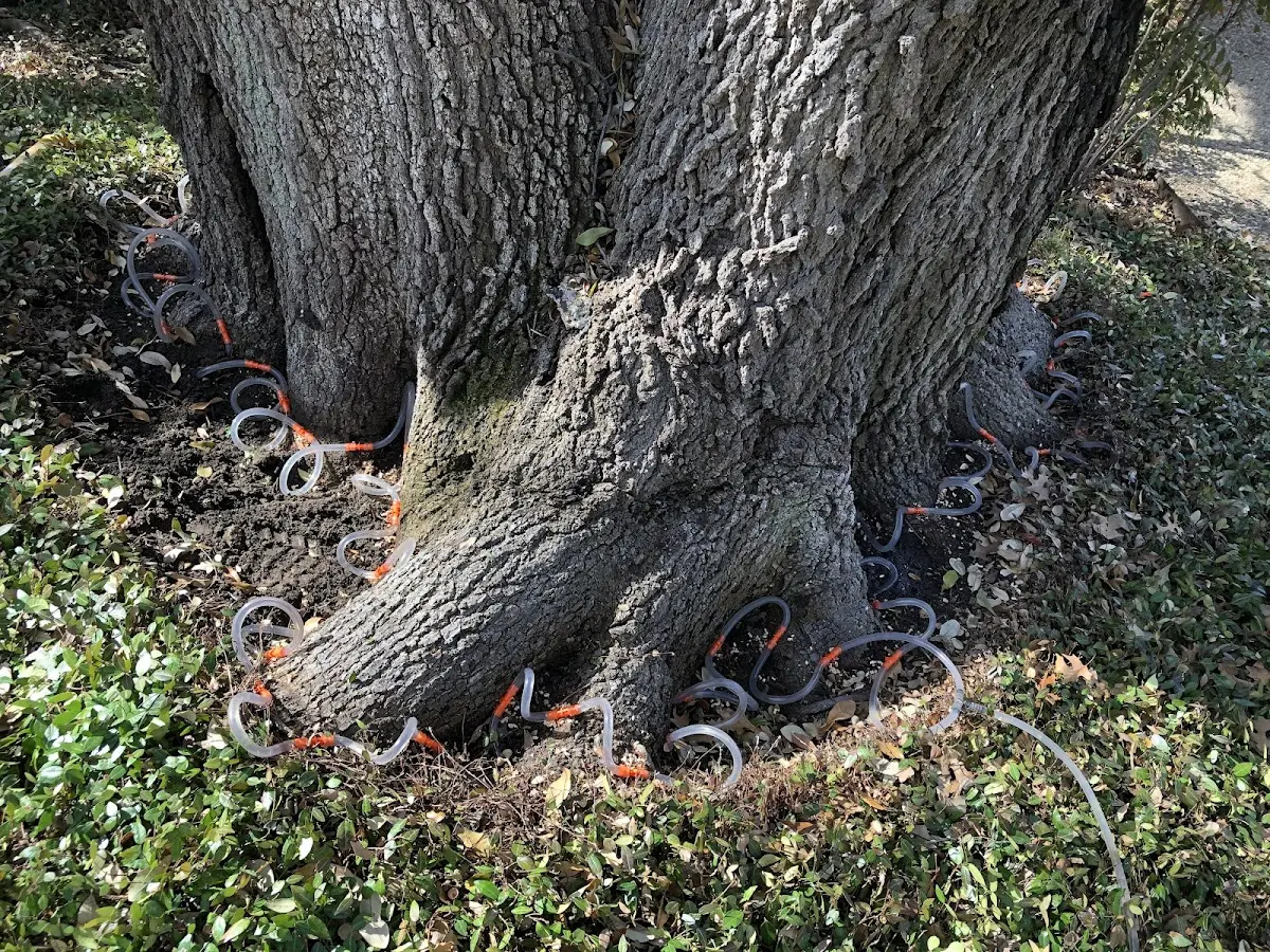 Detailed Tree Cabling and Bracing job site in Rehoboth Beach