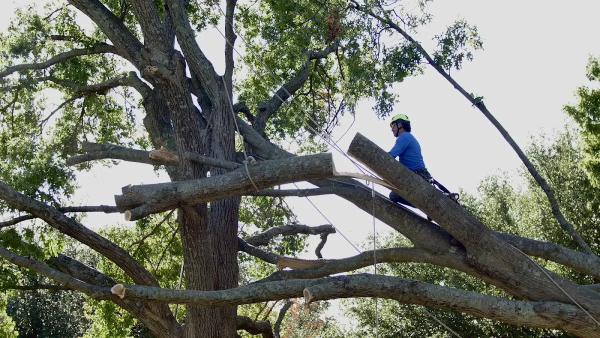 Professional Crown Thinning performed by certified arborists in Rehoboth Beach