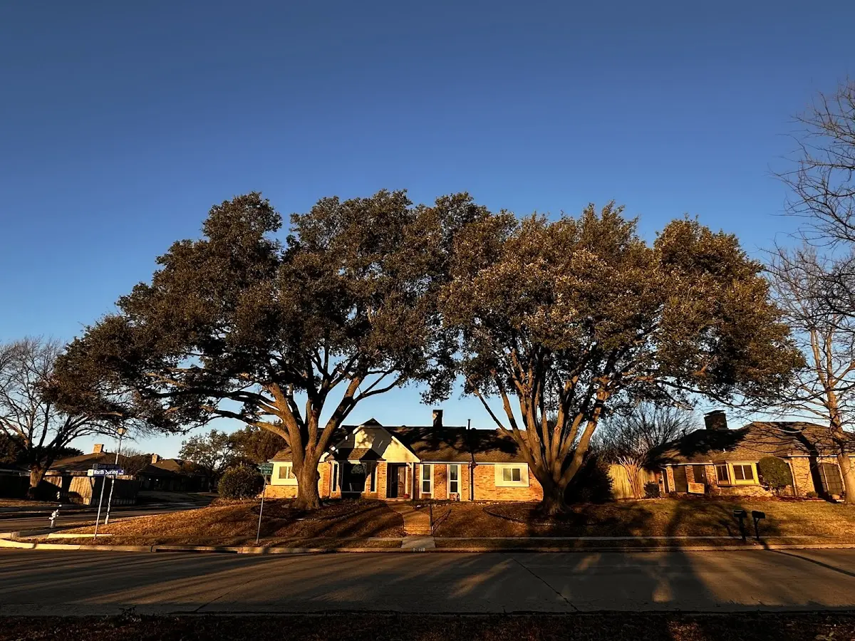 Established residential canopy tree shading a home in Rehoboth Beach